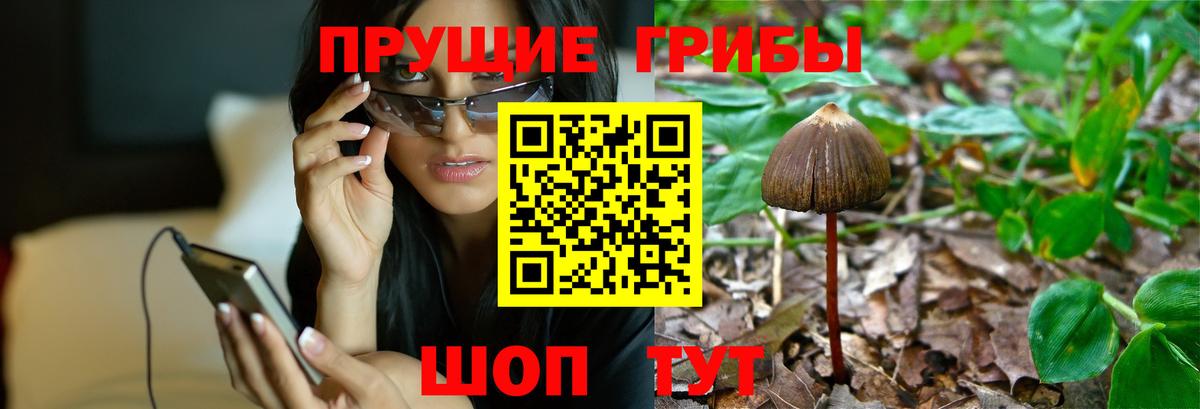 Псилоцибиновые грибы прущие грибы  Вход с VPN  Псилоцибиновые грибы Cubensis  Светлоград 